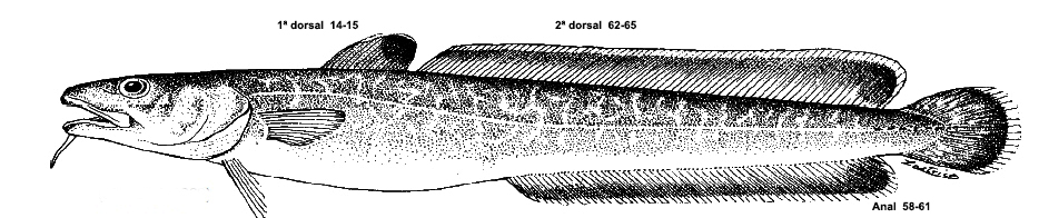 Molva molva_01.jpg